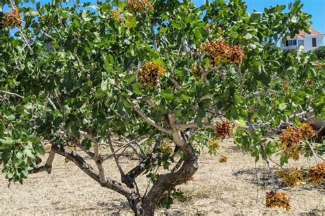 How to Plant Pistachio Trees