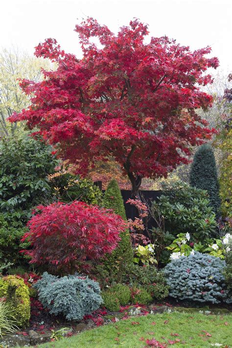 Acer palmatum 'Osakazuki' tree in autumn | Japanese garden landscape, Japanese maple tree ...