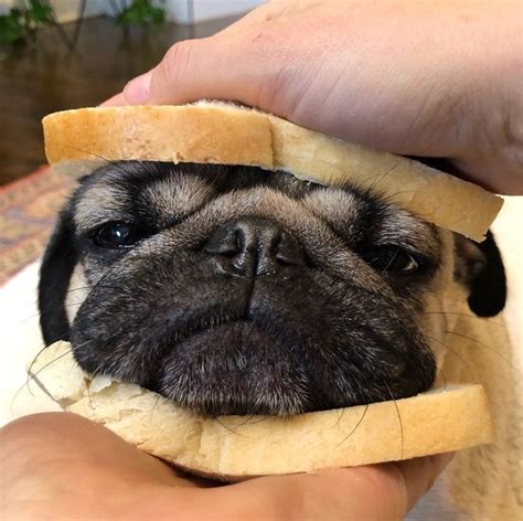 Pugwich | Baby pugs, Pugs funny, Cute animals