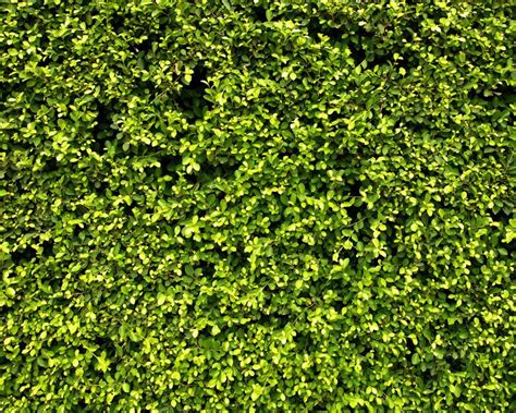 Garden hedge texture Wall Mural | Bodendecker, Gartenhecke, Garten bepflanzen