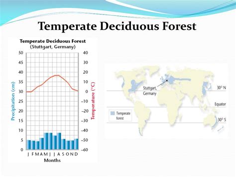 PPT - Temperate Deciduous Forest PowerPoint Presentation, free download - ID:2714799