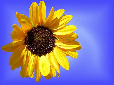 Sun Flower · Free photo on Pixabay