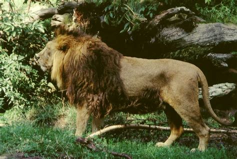 File:Panthera leo persica male.jpg - Wikipedia