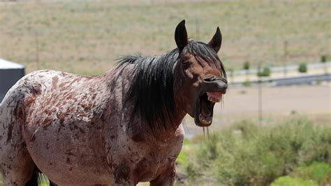Wild Horses/Wild Mustangs Nevada - YouTube