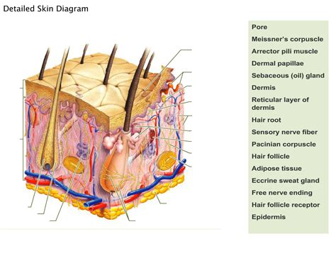 Integumentary System Labeling Diagram