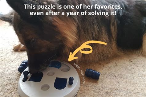 9 Best German Shepherd Puzzle Toys: Interactive Brain Teasers - Shepherd Sense