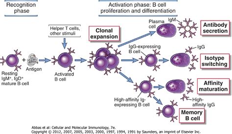 Antibodies Detection Tests for Disease Diagnosis • Microbe Online