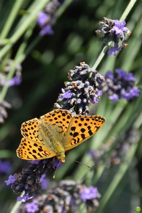 Butterfly on a lavender flowers | Butterflies in my cousin's… | Flickr