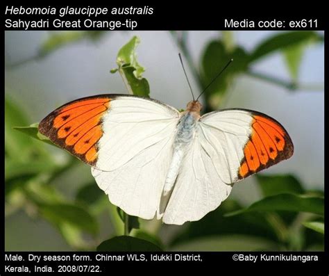 Hebomoia glaucippe (Linnaeus, 1758) - Great Orange-tip | Butterfly