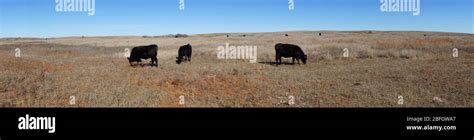 Black Kettle National Grassland in Oklahoma USA Stock Photo - Alamy