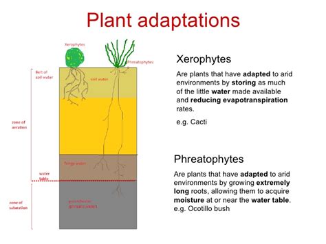 Adaptation Of Plants