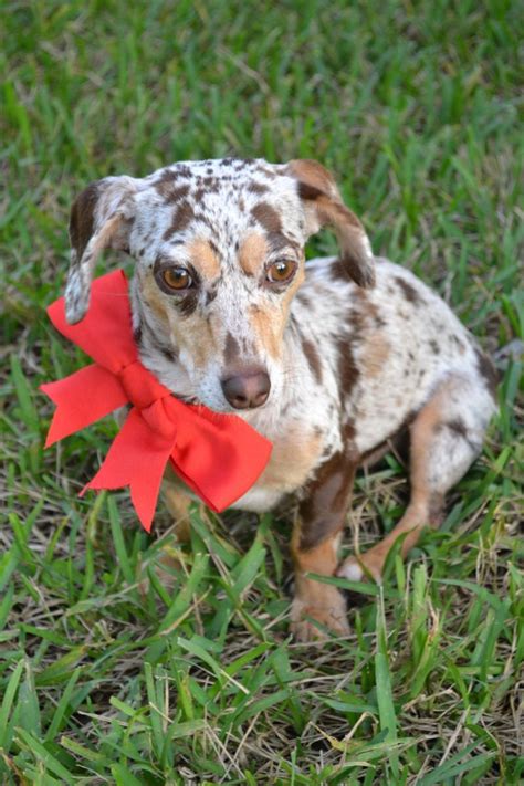 13 best miniature dotsons how adorible images on Pinterest | Dachshund ...