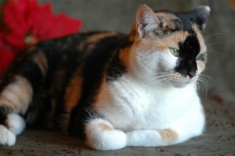 The Amazing Calico Cat - Cat Breeds in photographs