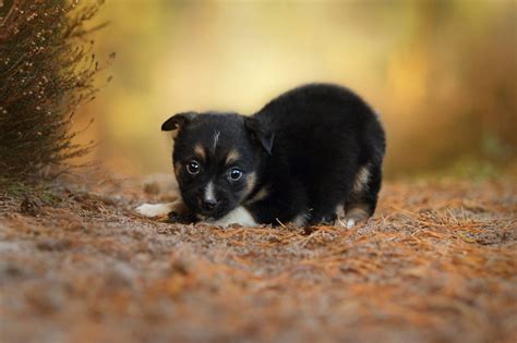 Fondos de pantalla : Animales, perro, fauna silvestre, Cachorros, perrito, vertebrado, de cerca ...