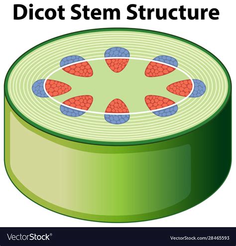 Diagram showing dicot stem structure Royalty Free Vector