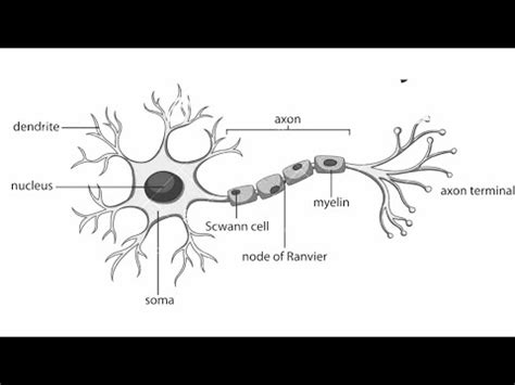 how to draw structure of neuron/neuron diagram labelled/diagram of neuron/neuron cell