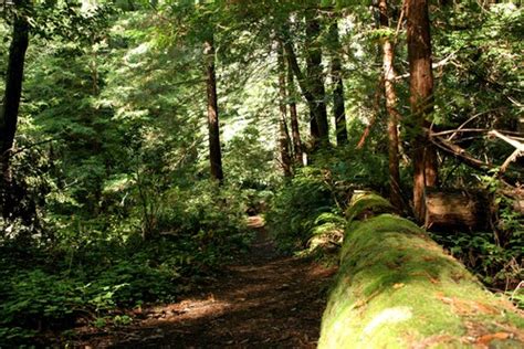 Butano State Park, Pescadero, CA - California Beaches