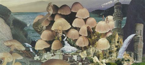 Mushrooms: The Art, Design and Future of Fungi | Somerset House