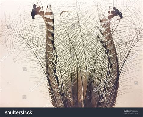 Lyrebird Feathers Background Stock Photo 753852826 | Shutterstock