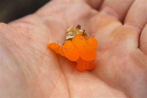 Foraging Witches Butter Mushroom | Practical Self Reliance