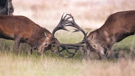 Stay away from rutting deer, Royal Parks urges visitors - BBC News