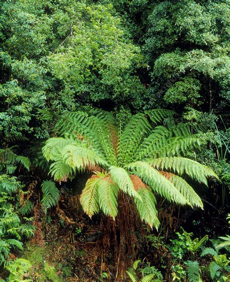 Tree fern in temperate rainforest - Stock Image - B450/0153 - Science Photo Library