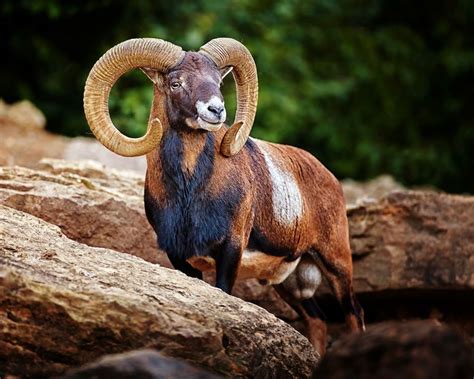 Mouflon - The mouflon is a subspecies group of the wild sheep Ovis ...