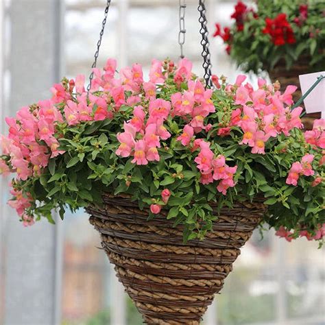 23 Most Beautiful Snapdragon Varieties | Balcony Garden Web