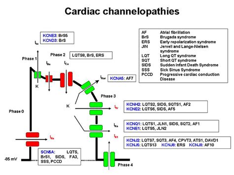 Ventricular Action Potential