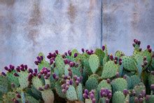 Prickly Pear Cactus Plants Bloom Free Stock Photo - Public Domain Pictures