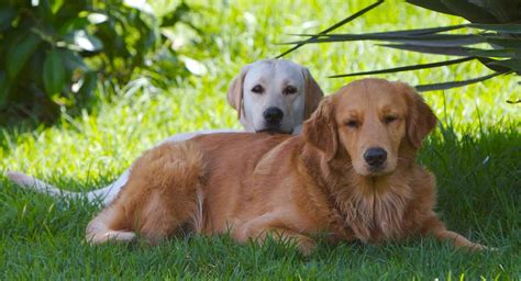 Recklessly: Yellow Lab Golden Retriever Mix Puppy