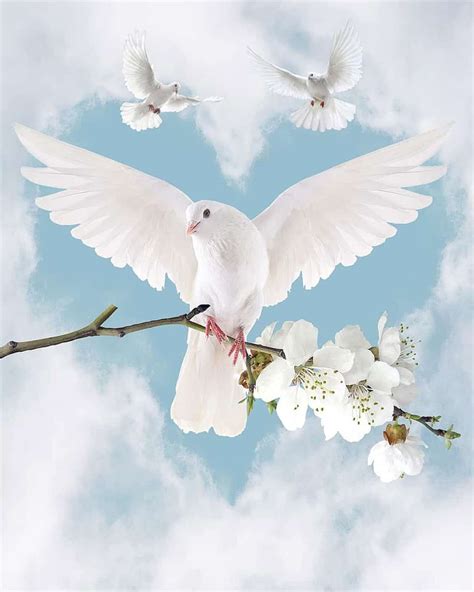 Dove Symbolism & Pigeon Meaning - Luciding Dream Dictionary