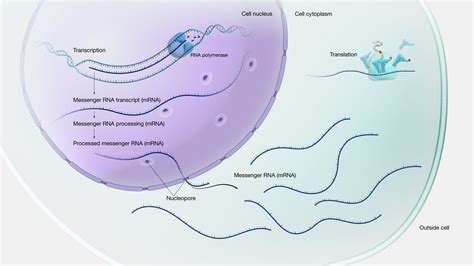 Gene Expression