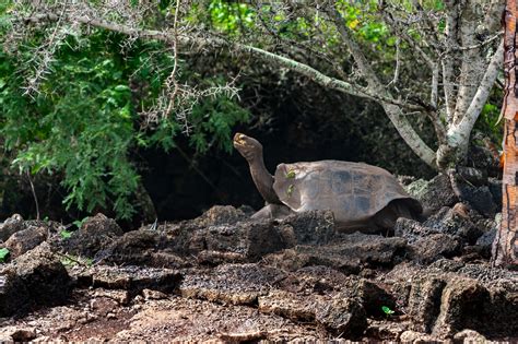 The Galapagos Tortoise - GreenGo Travel