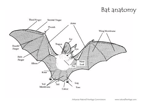 Bat Anatomy Worksheet for 4th - 5th Grade | Lesson Planet