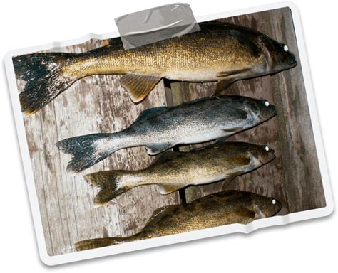 Blue Walleye Fishing - Medicine Stone Resort & Outposts | undefined