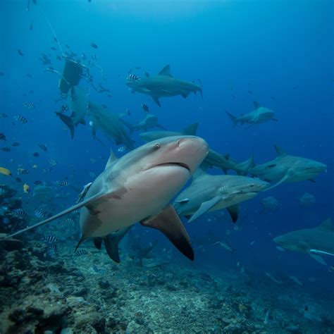 Bull Shark Diving Fiji - SharkDiver