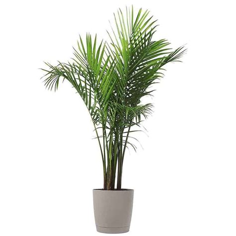 Indoor Majesty Palm Tree Care : Costa Farms Majesty Palm Tree, Live Indoor Plant, 3 To 4 ...