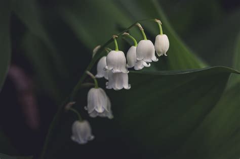 Browse Free HD Images of White Lily Of The Valley Flower In Shadows