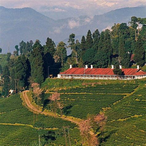 Darjeeling Tea Garden, India | Beautiful sites, Countries of the world ...