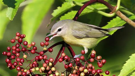 Help animals and plants avoid extinction with native Wisconsin plants