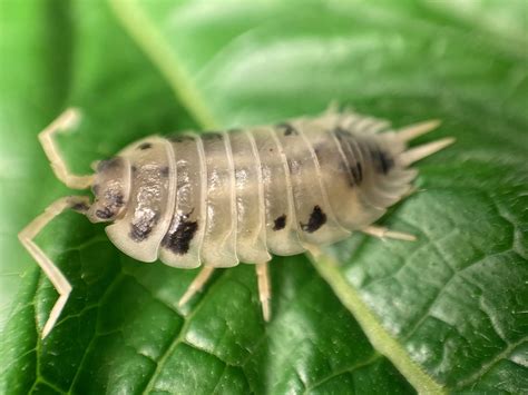 10 Live Dalmatian Roly Poly Isopods for Pocket Pets Malaysia | Ubuy