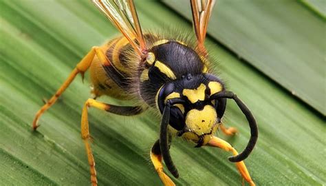 New Wasp Species Discovered In Western Ghats - India's Endangered