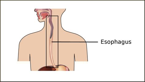 [DIAGRAM] Labled Diagram Of The Esophagus - MYDIAGRAM.ONLINE