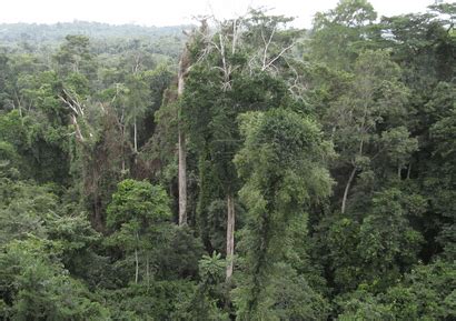 Ghana’s forest reserves under threat - Ghana Business News