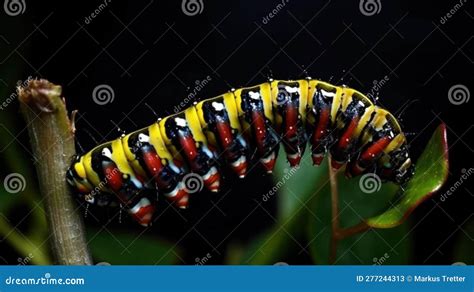 A Time-lapse of a Caterpillar Transforming into a Butterfly Created with Generative AI Stock ...