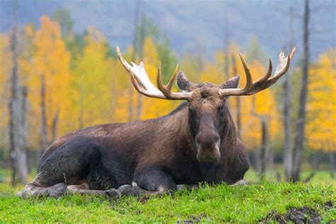 Alaska Wildlife Conservation Center - Girdwood Alaska