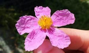 Cistus Incanus Tea: Delicious Beverage with many Benefits