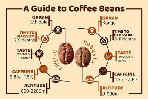 Coffee Beans | A Guide | Hetal's Homemade