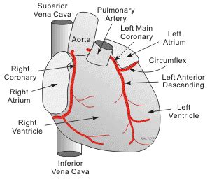 CV Physiology: Coronary Anatomy and Blood Flow | Arteries anatomy ...